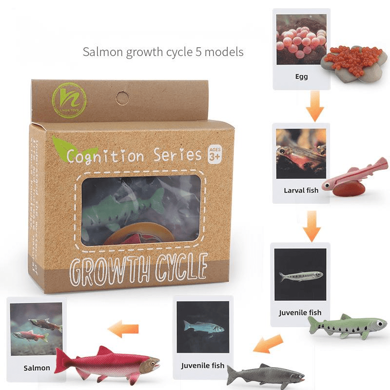Ciclo da Vida - Plantas e Animais - Brinquedo Montessori #Product_type# - Desenvolvimento infantil