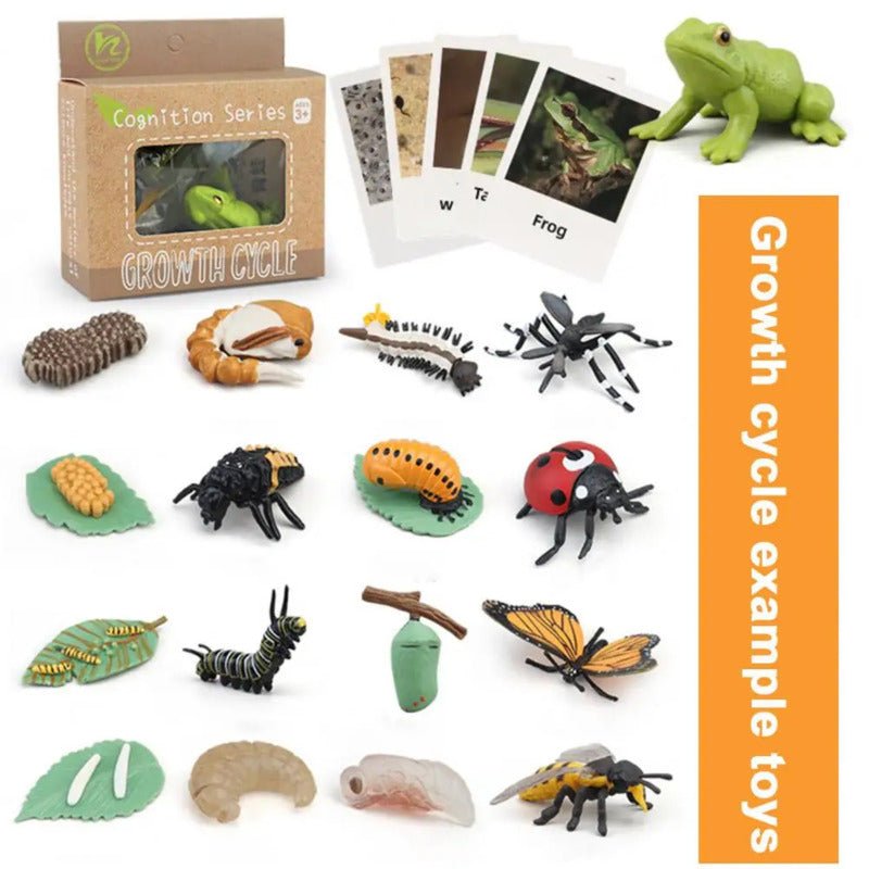 Ciclo da Vida - Plantas e Animais - Brinquedo Montessori #Product_type# - Desenvolvimento infantil