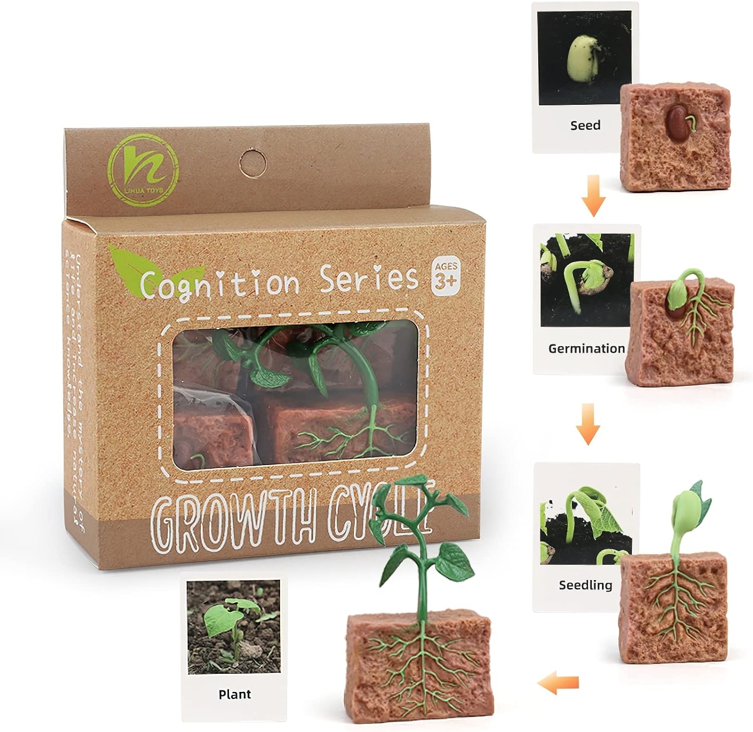 Ciclo da Vida - Plantas e Animais - Brinquedo Montessori #Product_type# - Desenvolvimento infantil