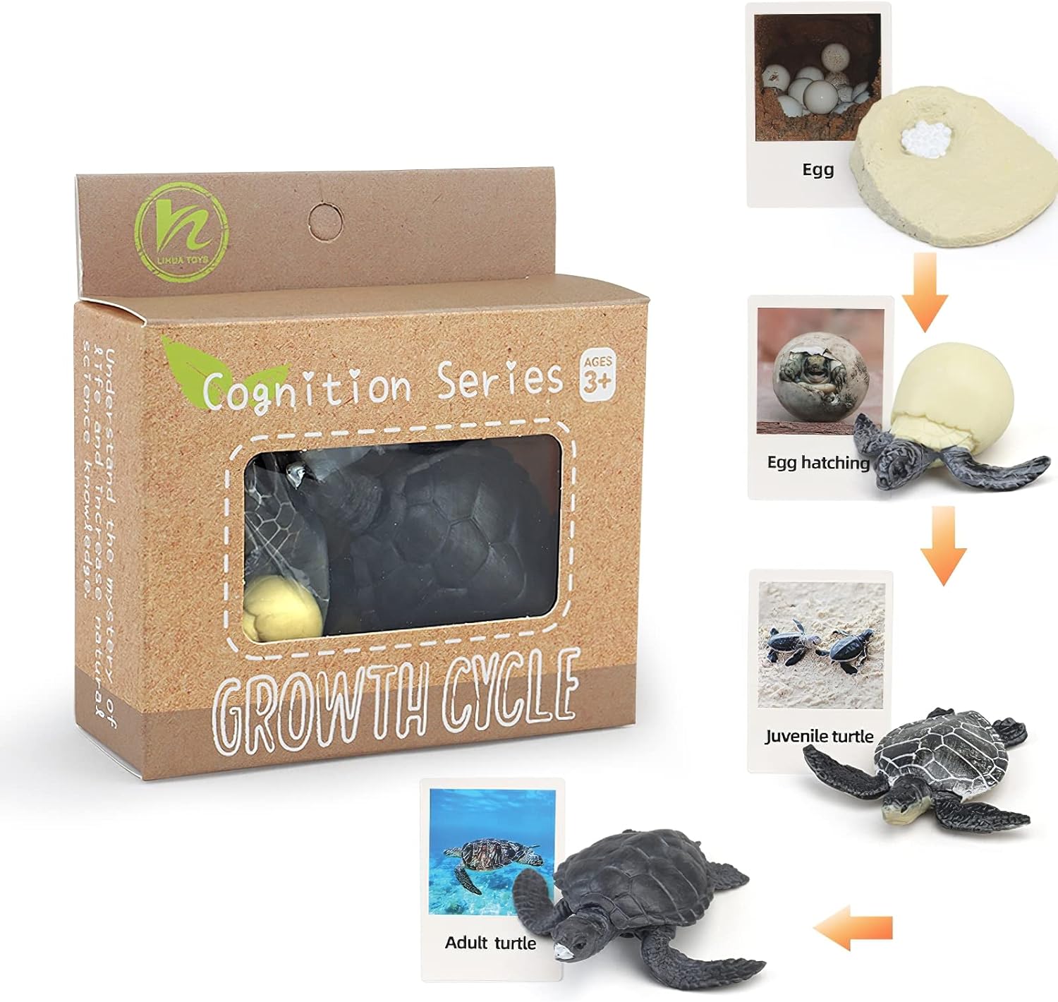 Ciclo da Vida - Plantas e Animais - Brinquedo Montessori #Product_type# - Desenvolvimento infantil