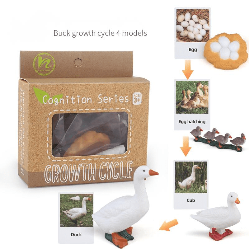Ciclo da Vida - Plantas e Animais - Brinquedo Montessori #Product_type# - Desenvolvimento infantil
