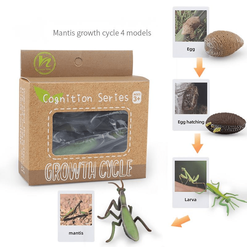 Ciclo da Vida - Plantas e Animais - Brinquedo Montessori #Product_type# - Desenvolvimento infantil