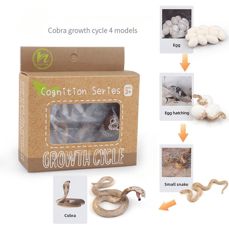 Ciclo da Vida - Plantas e Animais - Brinquedo Montessori #Product_type# - Desenvolvimento infantil