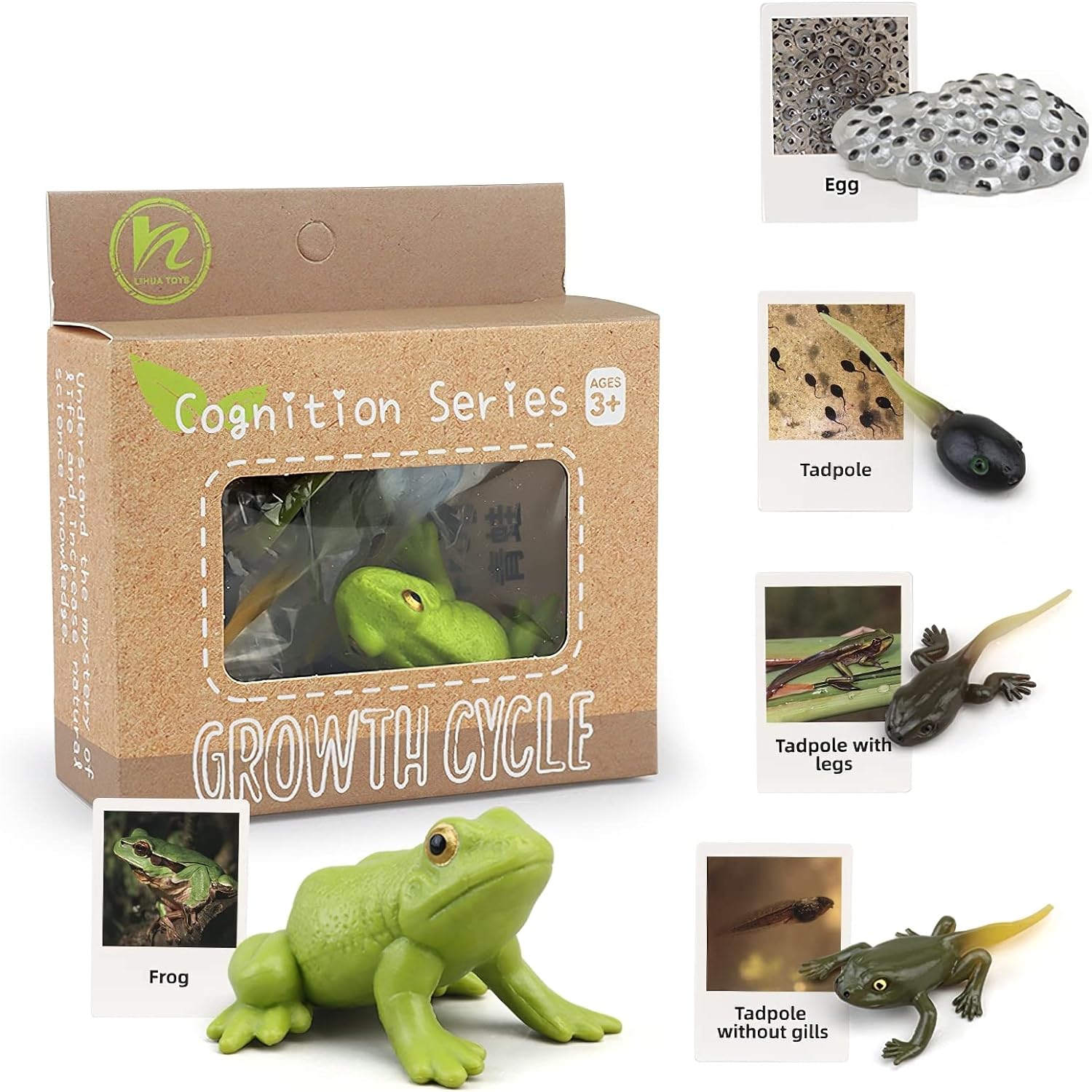 Ciclo da Vida - Plantas e Animais - Brinquedo Montessori #Product_type# - Desenvolvimento infantil